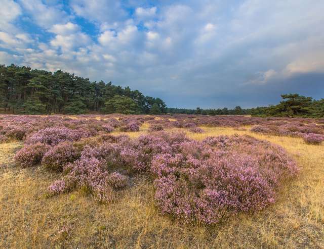 unberührte Heidelandschaft: Hoge Veluwe Park