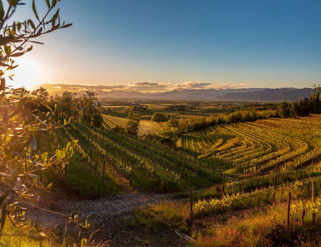 Sonnenuntergang in den Weinbergen