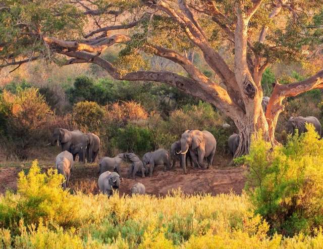 Elefantenherde im Krüger Nationalpark