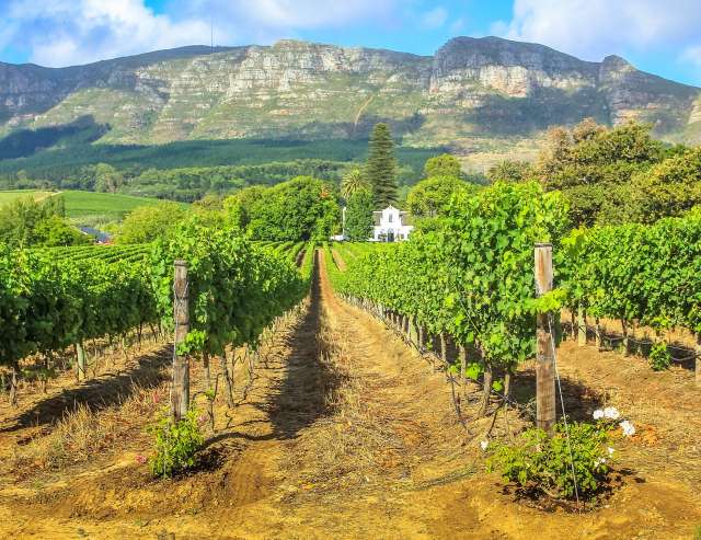 Weinregion Stellenbosch