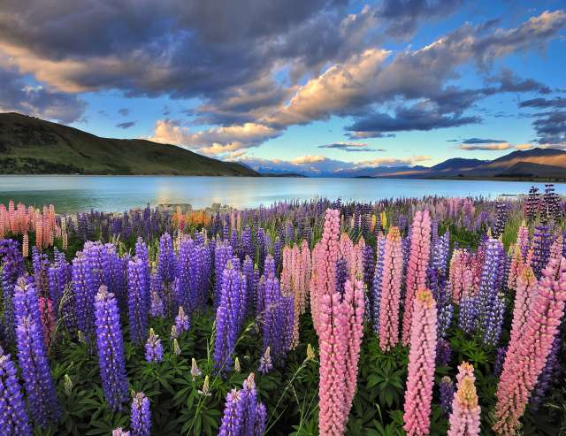 Tekapo-See: Lupinen am Ufer
