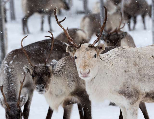 Begegnung im natürlichen Lebensraum: Rentier-Safari