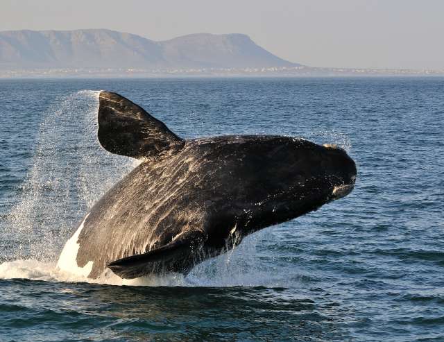 Whale Watching Hermanus