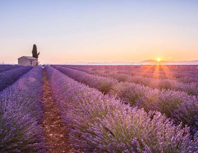 Südfrankreich: Lavendelfelder bei Sonnenuntergang