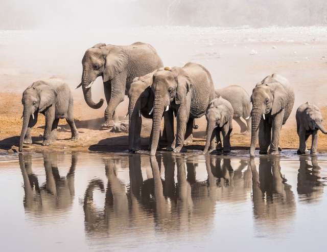 Elefanten im Etosha Park