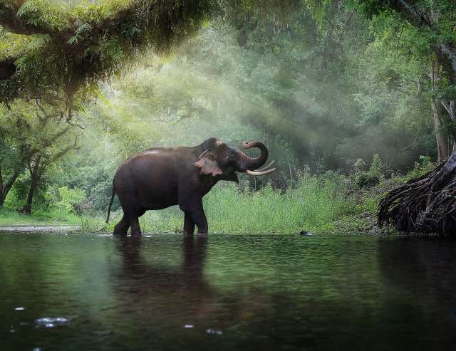 Kanchanburi: Elefant im Wald