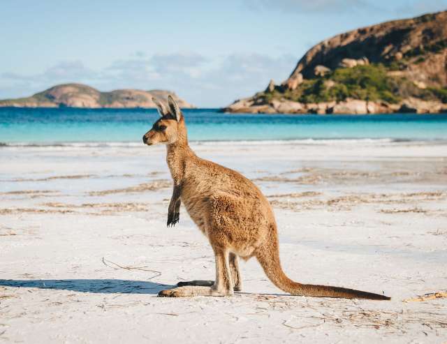 Kangaroo bei Lucky Bay