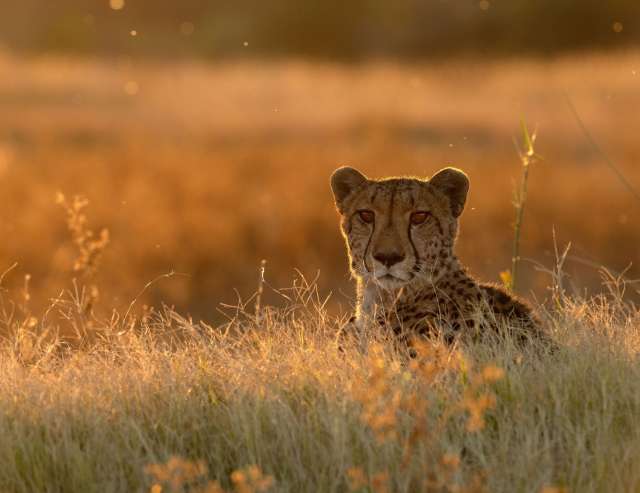 Afrikas reiche Tierwelt