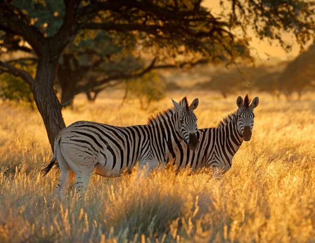 Safari in Südafrika: Zebras bei Sonnenaufgang