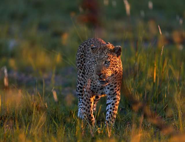 sonniger Tag in der Savanne: Leopard in Sambia