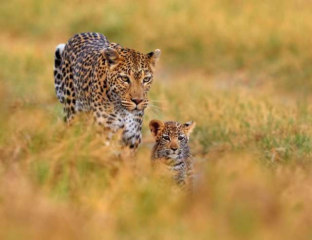 Leoparden in Sambia