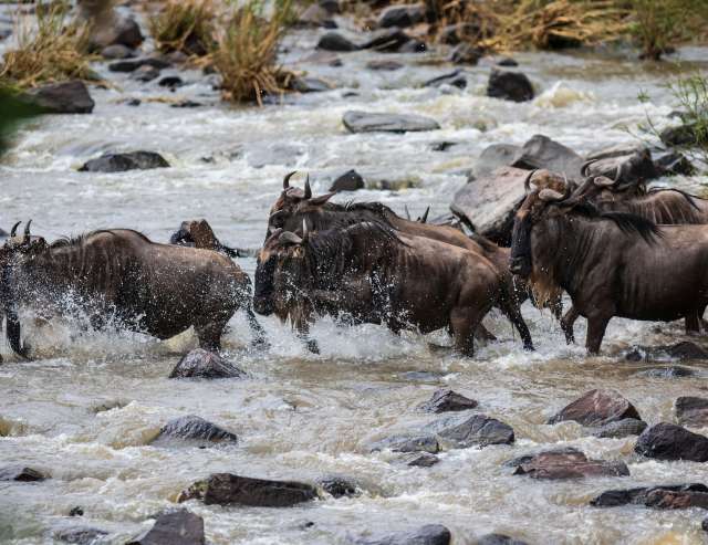 Große Migration: Tansania