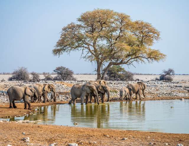 Elefantenherde im Etosha