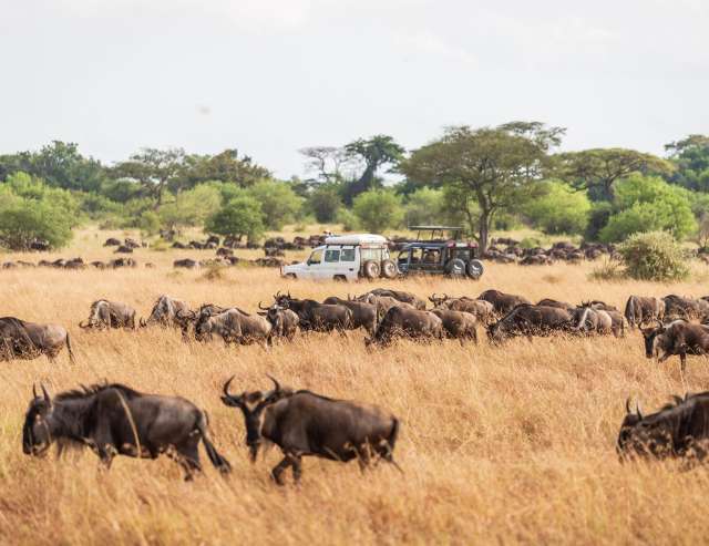 Büffel im Serengeti Nationalpark während der Great Migration