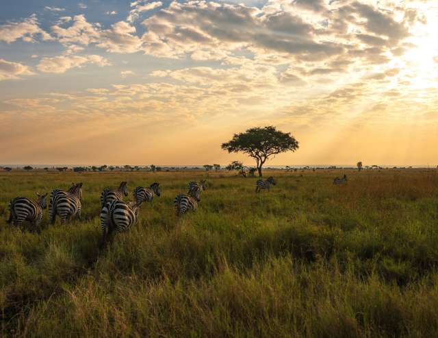Sonnenaufgangsstimmung: Zebras im Serengeti Nationalpark