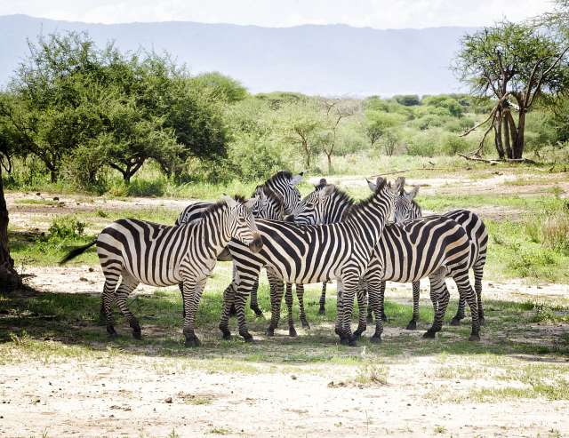 Schatten suchende Zebras im Tarangire Park