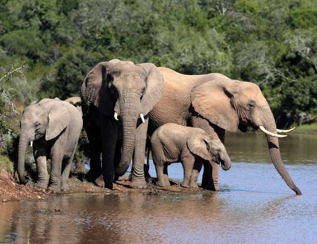 Schutz für Elefanten: Addo Elephant Park