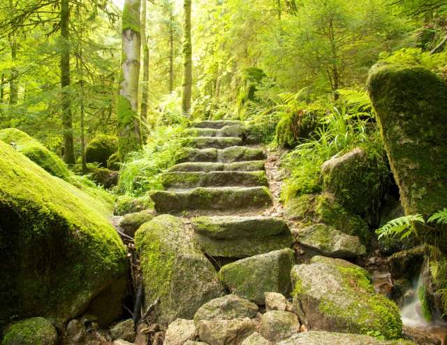stille Wälder: Wanderparadies Schwarzwald