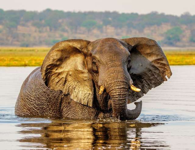 Chobe - größte Elefantenpopulation der Erde