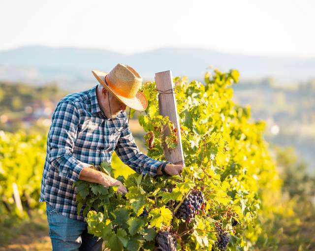 Weinbauer in Italien