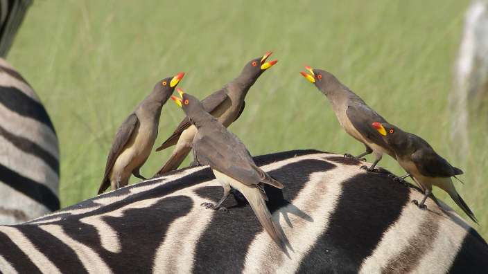 ©Hans Wilhelm Schatz