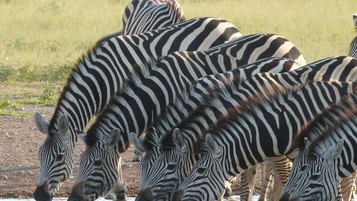 ©Hans Wilhelm Schatz