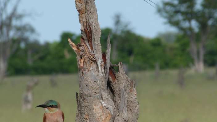 ©Hans Wilhelm Schatz