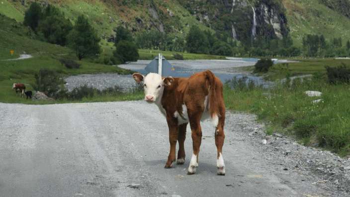Es muss nicht immer ein Schaf sein, das den Weg versperrt. – ©Claudia Hild