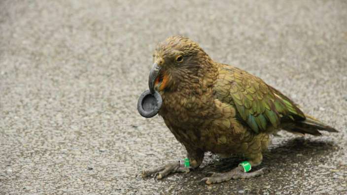 Lustig-freche Gesellen aber bitte nicht füttern! – ©Claudia Hild