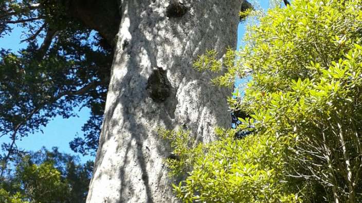 Kauri Tree – ©Holger Tigges