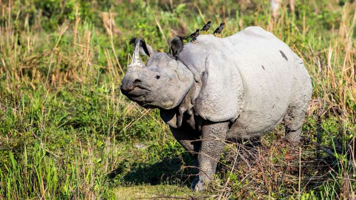Indisches Nashorn – ©Reisefoto von Erika Pinzl