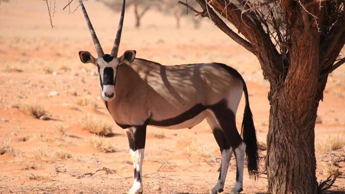 Schöne Grüße vom Oryx, gleich neben der Unterkunft – ©Oliver Dräger