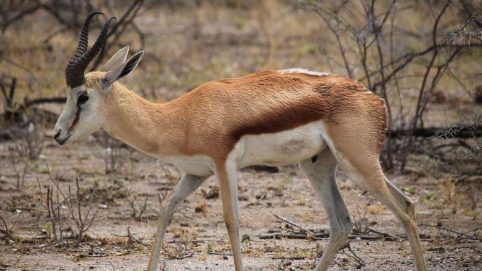 Springbok in Etosha – ©Oliver Dräger