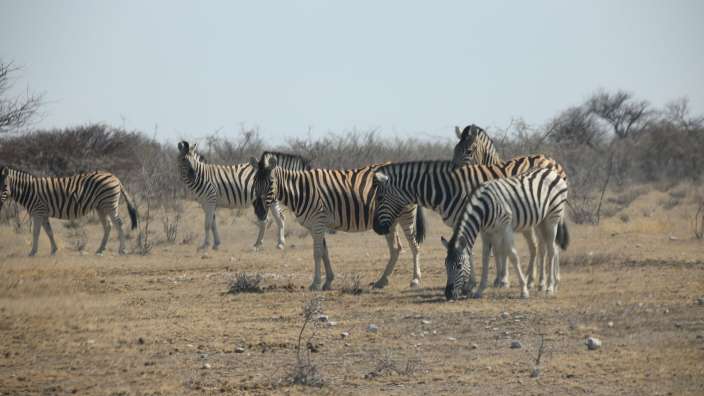Zebras ohne Ende – ©Oliver Dräger