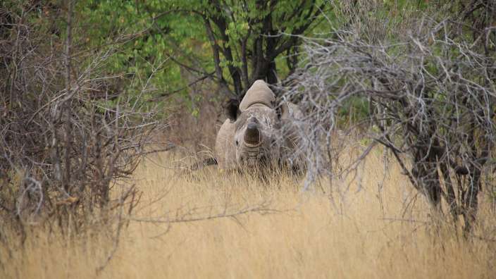 Nashorn beim Mittagsschlaf – ©Oliver Dräger