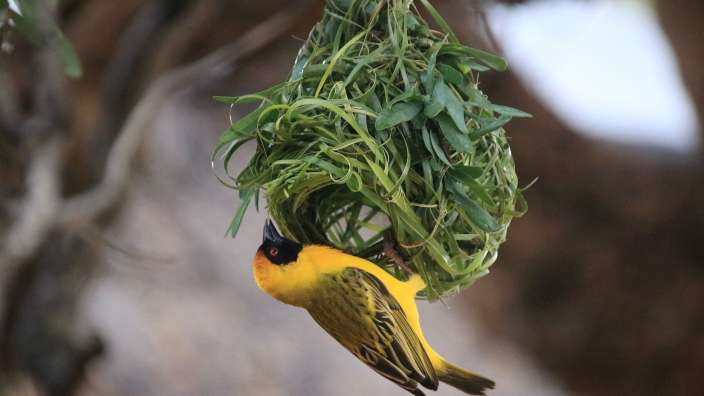 Nestbau – ©Oliver Dräger