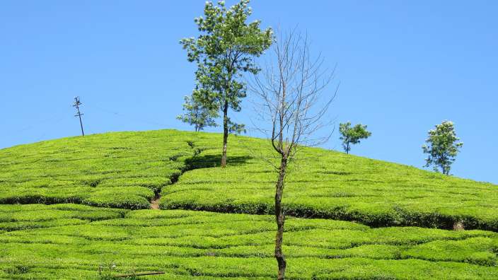 Teeplantagen in Munnar – ©Anita Katharina Zimmer