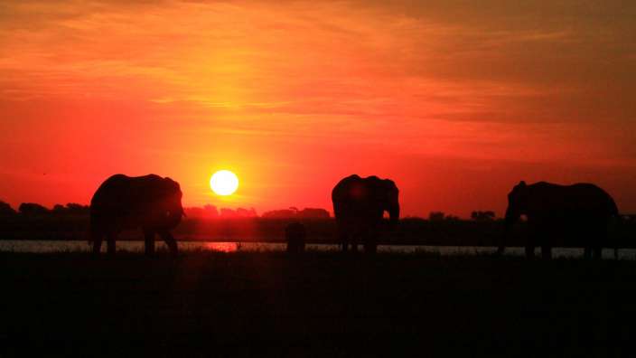 Elephanten und Sonnenuntergang (Chobe)