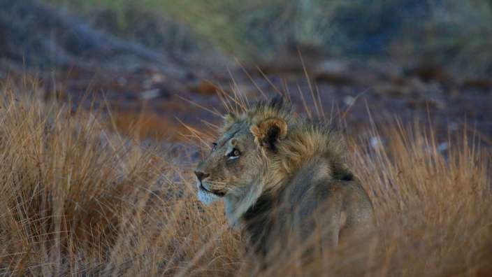 Wüstenangepasster Löwe (Palmwag Concession)