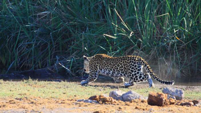 Leopard auf der Jagd (Etosha)