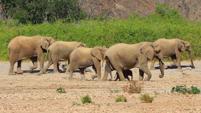Wüstenangepasste Elephanten (Hoanib)