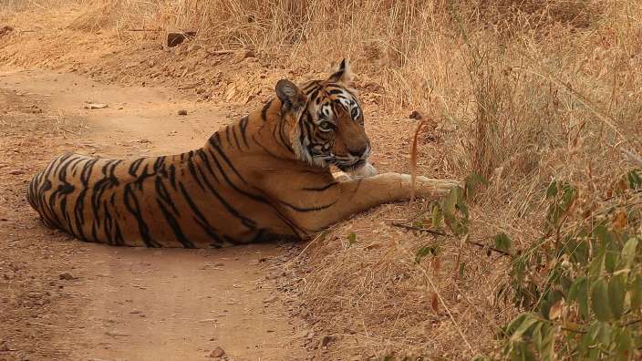 Bengaltiger im Ranthambhore-Nationalpark