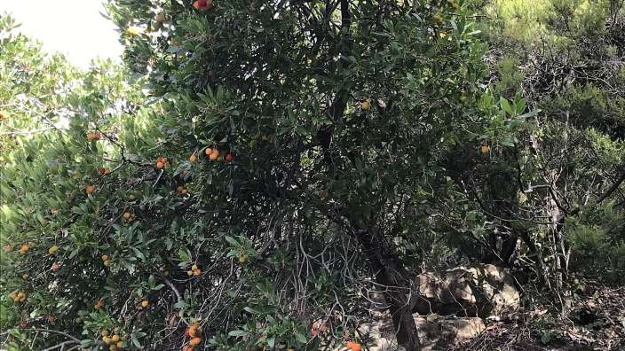 Erdbeerbaum in Cinque Terre