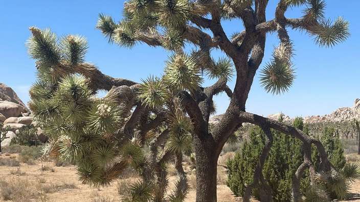Joshua Tree Park