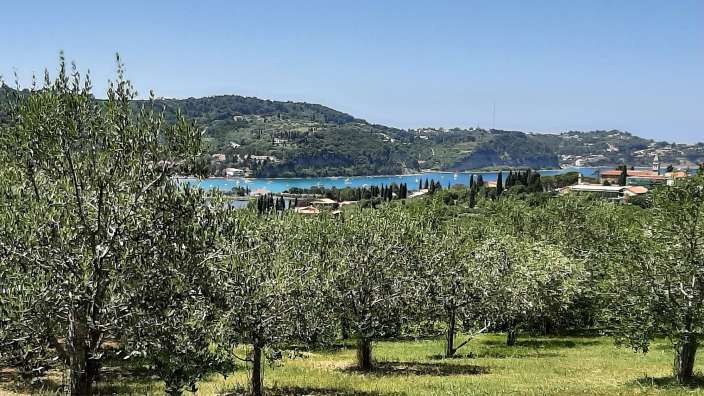 Olivenhain oberhalb von Izola 