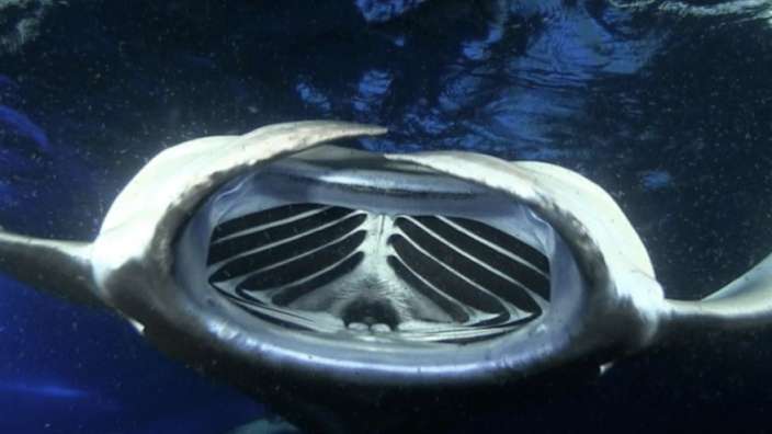 Manta Ray