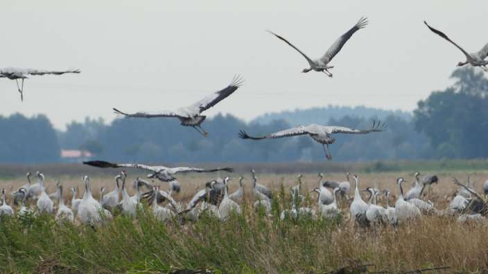 Kraniche im Oderbruch