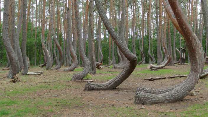 Der Krumme Wald bei Gryfino / Polen