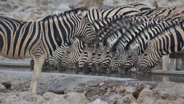 Zebras im Etoschapark