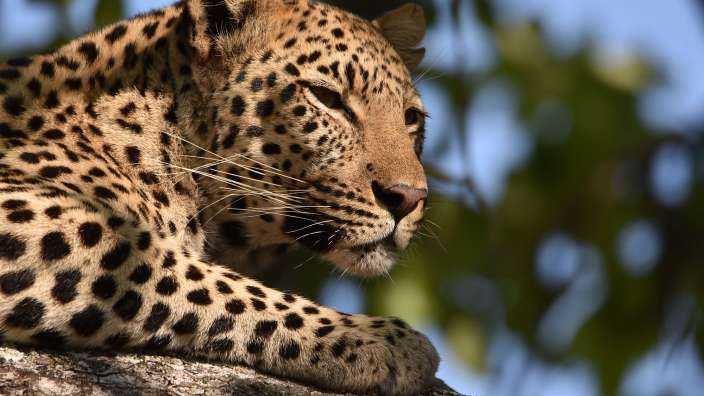 Leopard im Okavangodelta